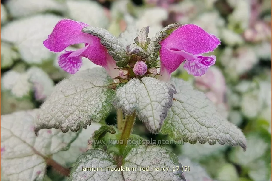 Lamium maculatum 'Red Nancy'