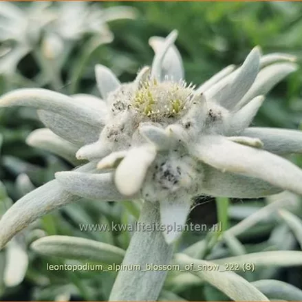Leontopodium alpinum 'Blossom of Snow'