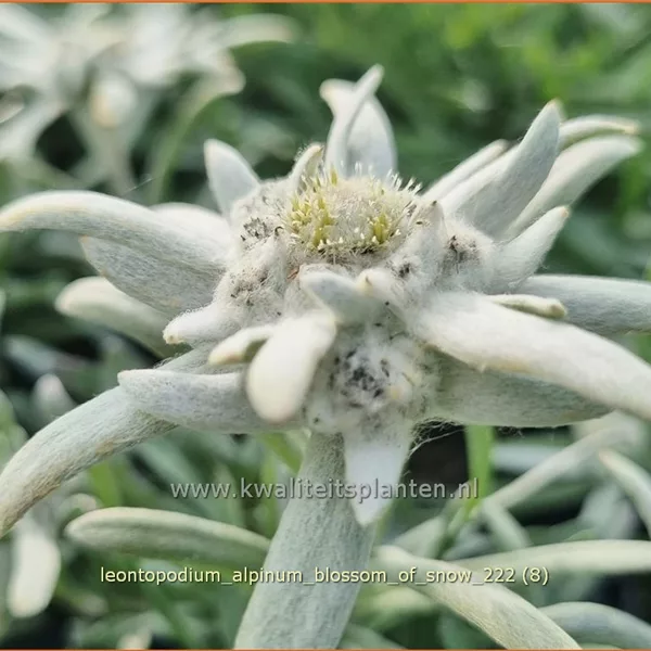 Leontopodium alpinum 'Blossom of Snow'