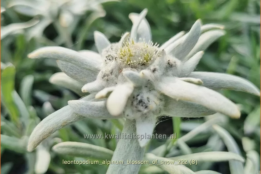 Leontopodium alpinum 'Blossom of Snow'