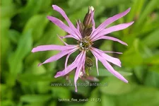 Lychnis flos-cuculi