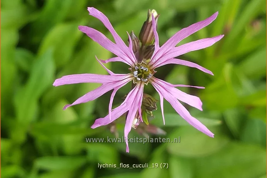 Lychnis flos-cuculi