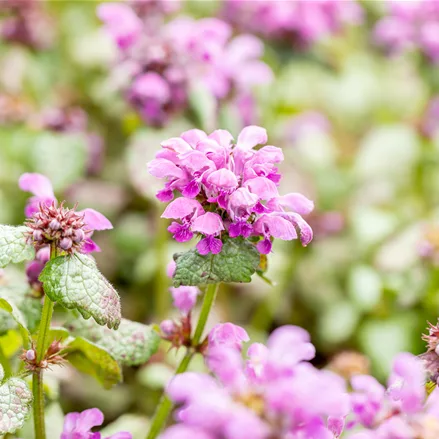 Lamium maculatum 'Red Nancy'