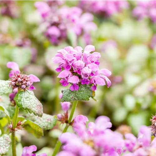 Lamium maculatum 'Red Nancy'