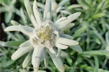 Leontopodium alpinum 'Blossom of Snow'