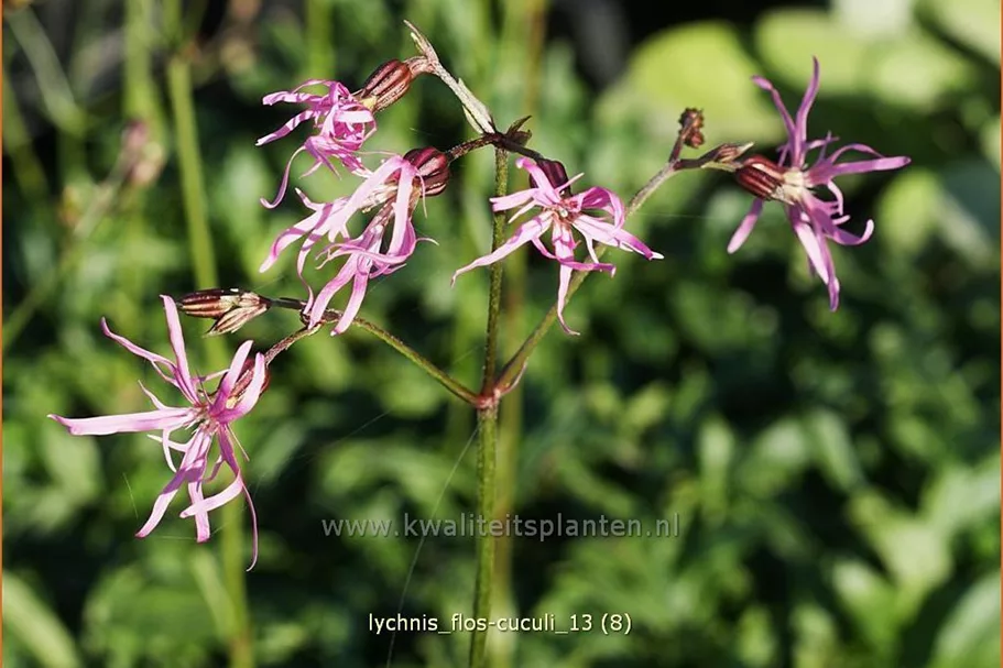Lychnis flos-cuculi