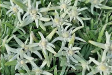 Leontopodium alpinum 'Blossom of Snow'
