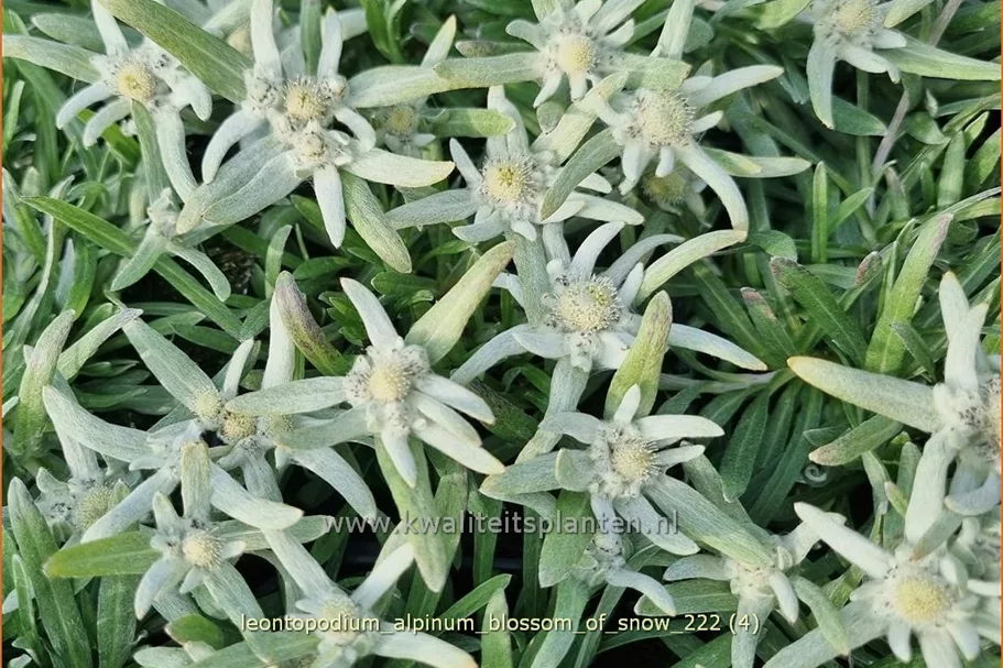 Leontopodium alpinum 'Blossom of Snow'