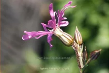 Lychnis flos-cuculi