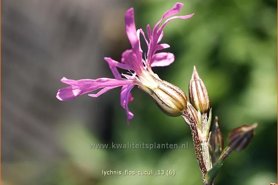 Lychnis flos-cuculi