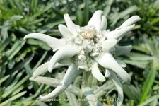 Leontopodium alpinum 'Blossom of Snow'
