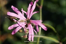 Lychnis flos-cuculi