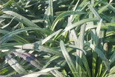 Leontopodium alpinum 'Blossom of Snow'