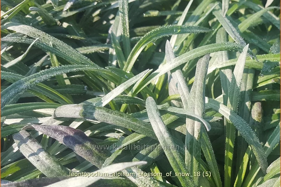 Leontopodium alpinum 'Blossom of Snow'