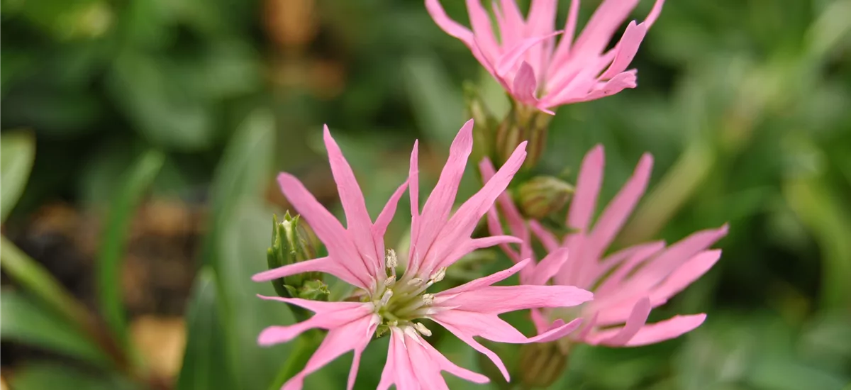 Lychnis flos-cuculi 'Nana'