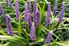 Liriope muscari 'Ingwersen'