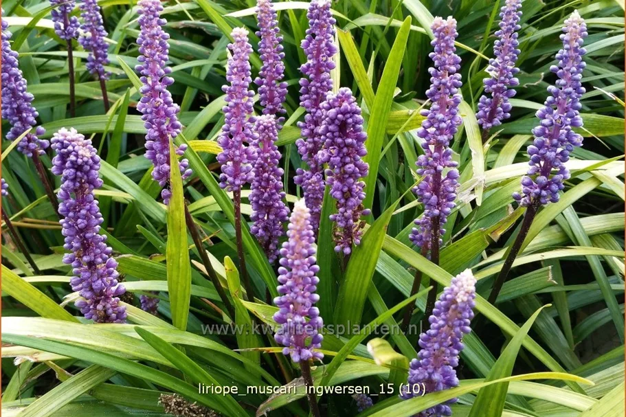Liriope muscari 'Ingwersen'