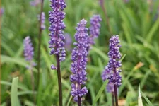 Liriope muscari 'Ingwersen'
