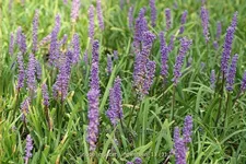 Liriope muscari 'Ingwersen'