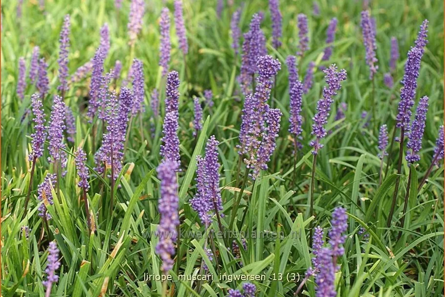 Liriope muscari 'Ingwersen'