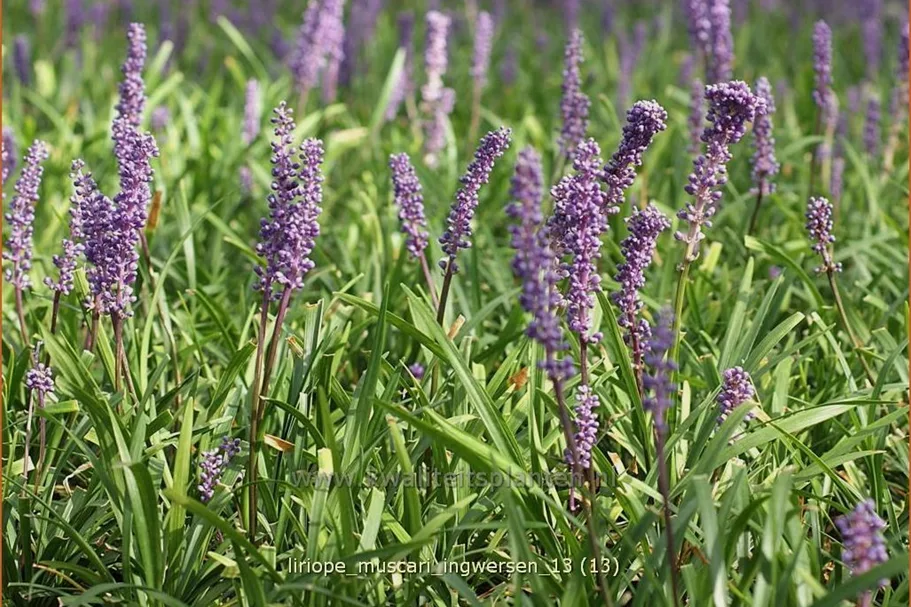 Liriope muscari 'Ingwersen'