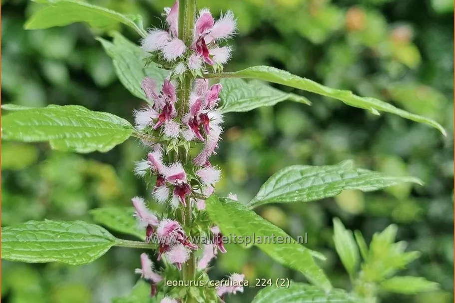Leonurus cardiaca