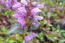 Lamium maculatum 'Roseum'