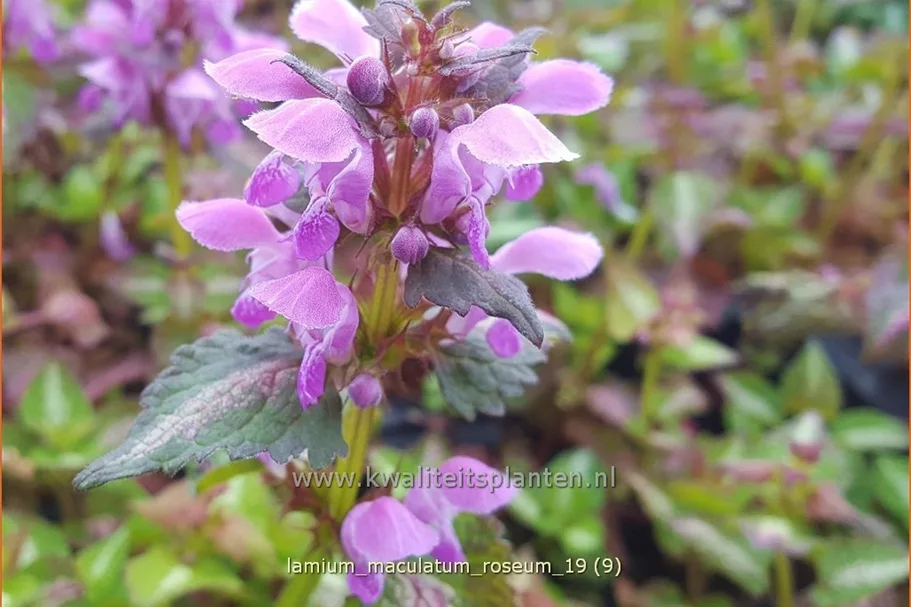 Lamium maculatum 'Roseum'