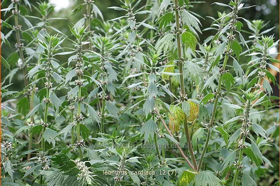 Leonurus cardiaca