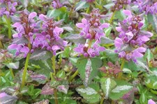 Lamium maculatum 'Roseum'