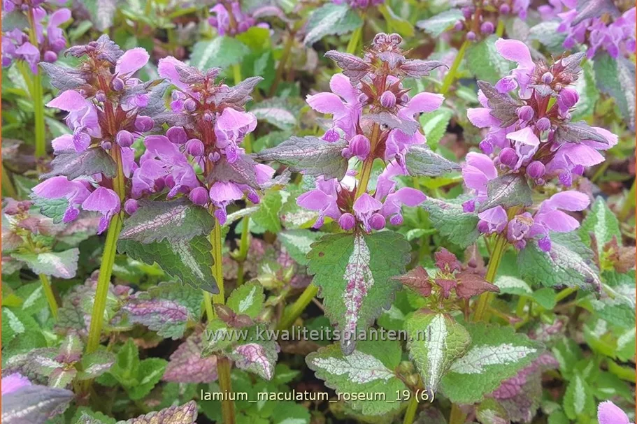 Lamium maculatum 'Roseum'