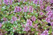 Lamium maculatum 'Roseum'