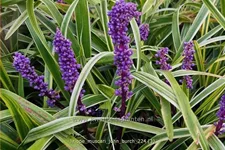 Liriope muscari 'John Burch'