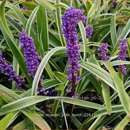 Liriope muscari 'John Burch'