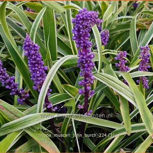 Liriope muscari 'John Burch'