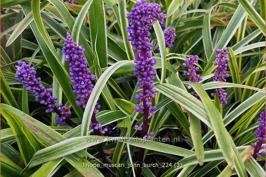 Liriope muscari 'John Burch'