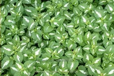 Lamium maculatum 'Roseum'