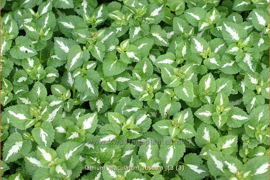 Lamium maculatum 'Roseum'