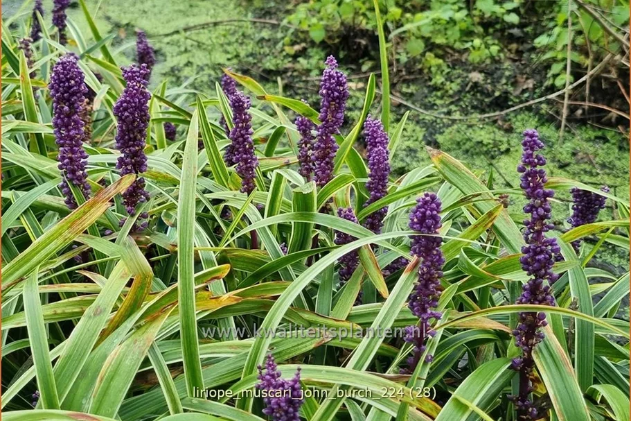 Liriope muscari 'John Burch'