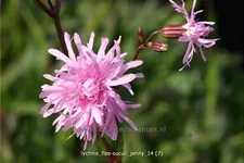 Lychnis flos-cuculi 'Jenny'