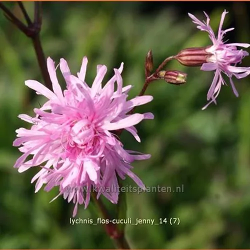 Lychnis flos-cuculi 'Jenny'