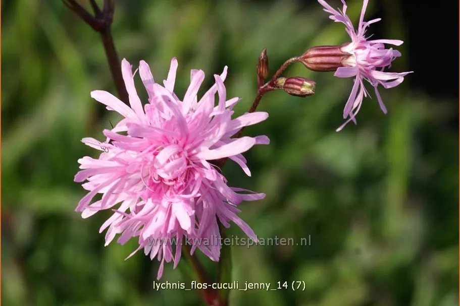 Lychnis flos-cuculi 'Jenny'