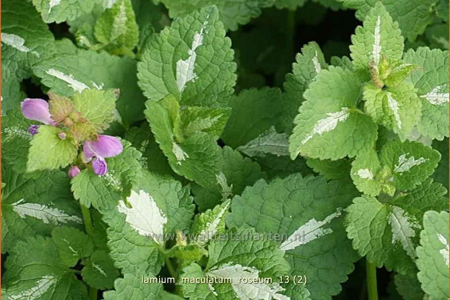 Lamium maculatum 'Roseum'