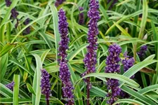 Liriope muscari 'John Burch'