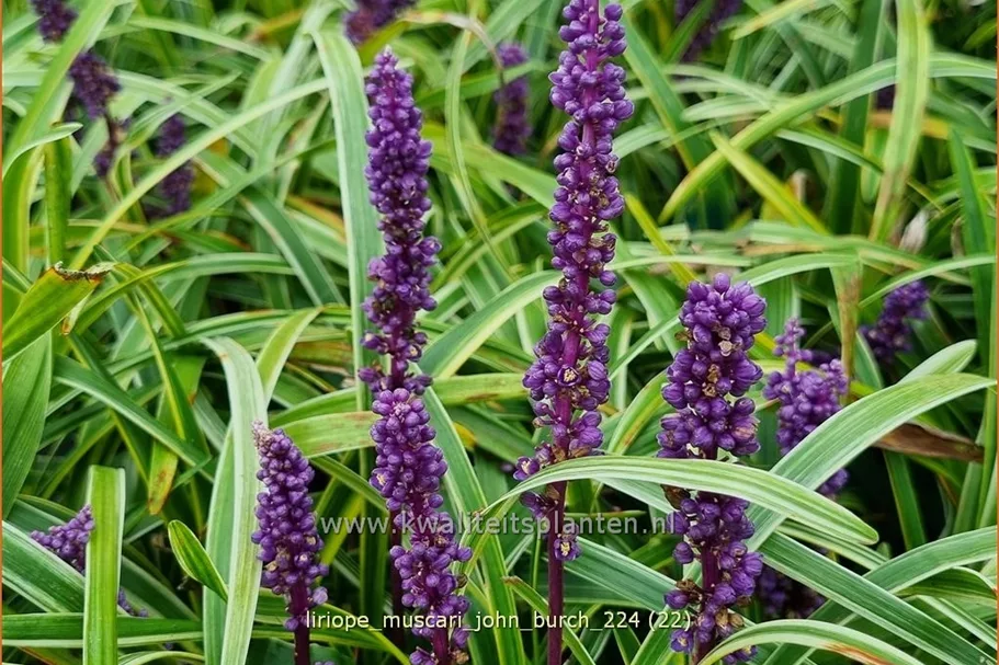 Liriope muscari 'John Burch'