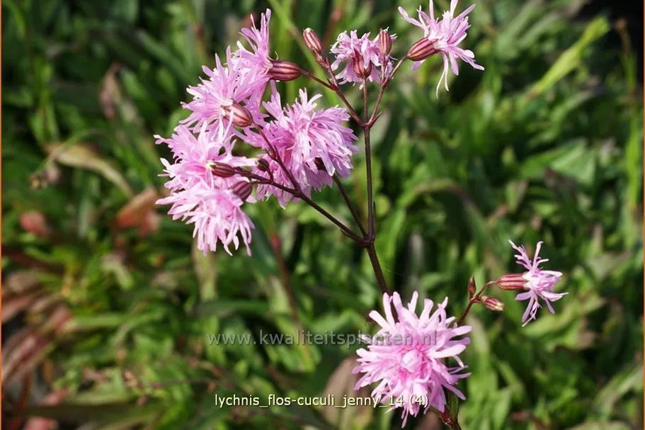 Lychnis flos-cuculi 'Jenny'