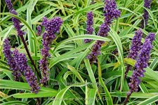 Liriope muscari 'John Burch'