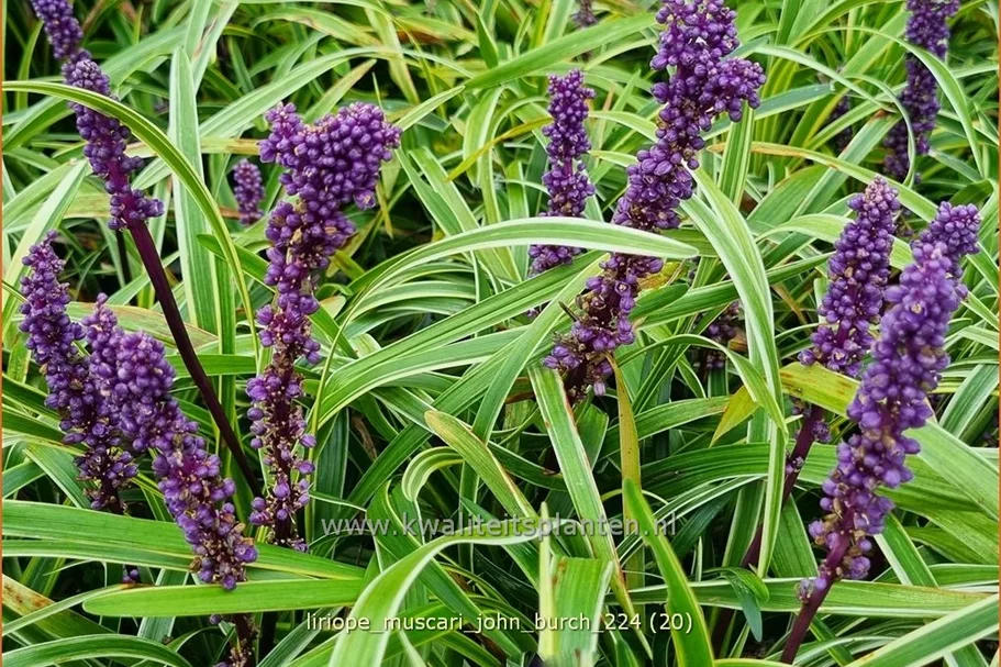 Liriope muscari 'John Burch'