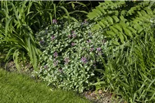 Lamium maculatum 'Roseum'