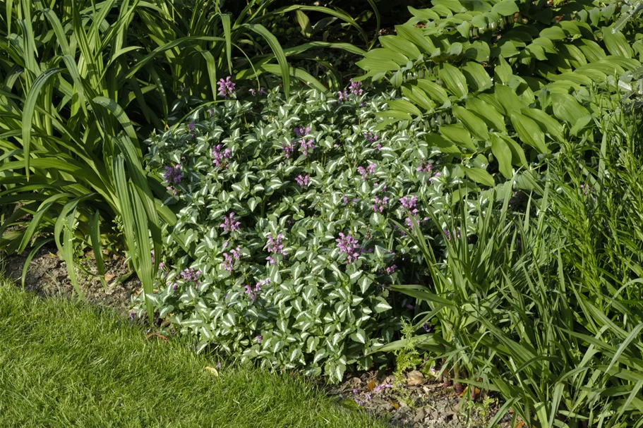Lamium maculatum 'Roseum'